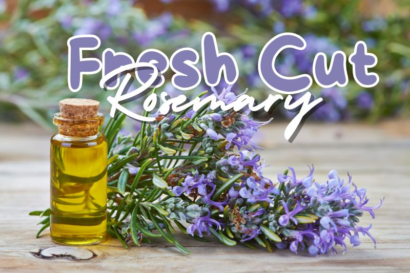 Best Practices for Storing and Using Fresh Cut Rosemary