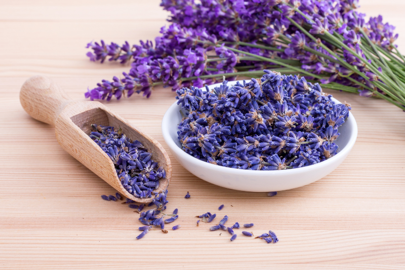 Feeding and Fertilizing Lavander