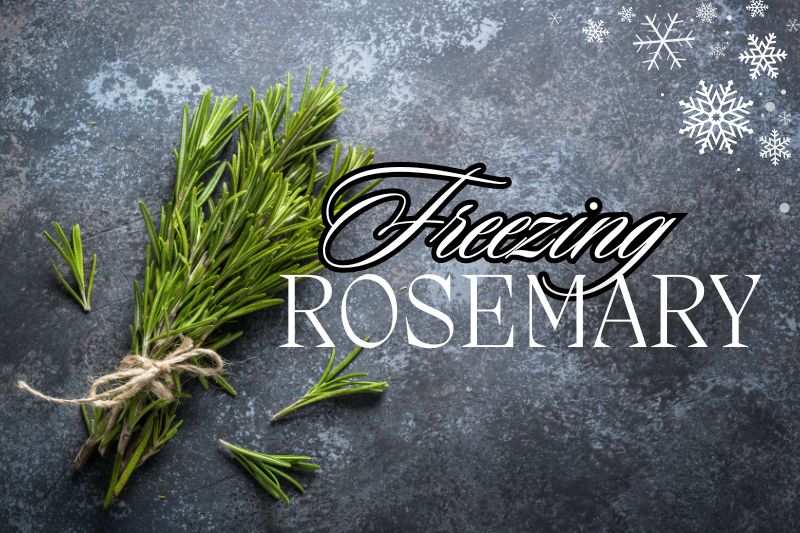 Freezing Rosemary for Long-Term Storage