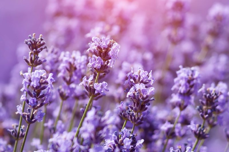 Lavender Winter Care