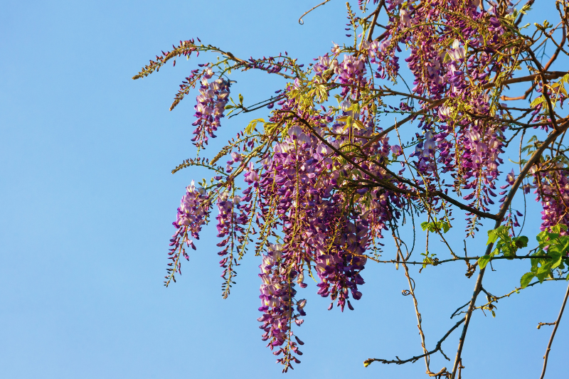 Propagating Lavender Trees