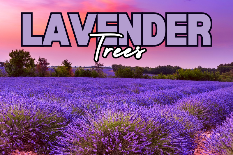 Step-by-Step Process for Lavender Tree Planting and Caring