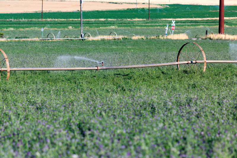 Watering and Mulching Lavander Trees